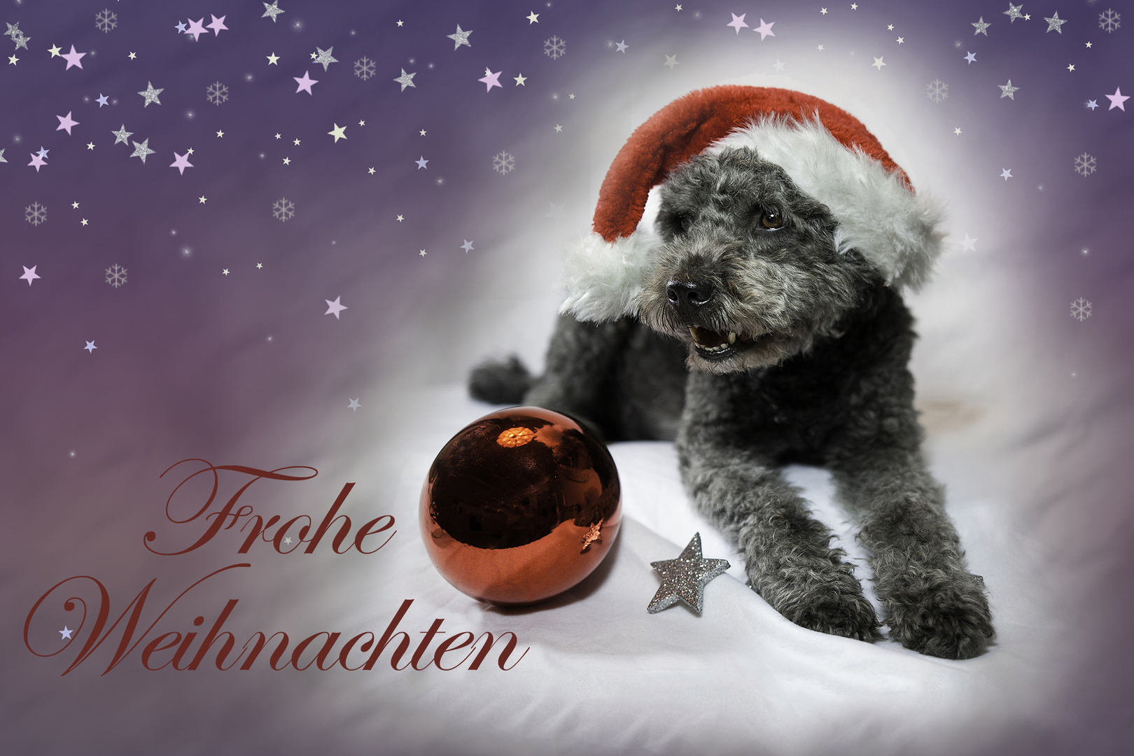 Frohe Weihnachten Foto & Bild tiere, haustiere, hunde Bilder auf
