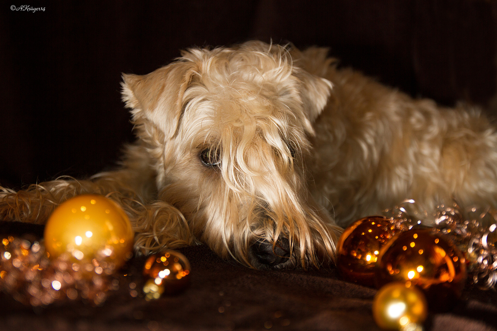 Frohe Weihnachten Foto &amp; Bild tiere, haustiere, hunde Bilder auf