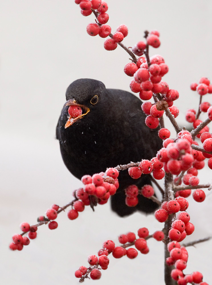 Frohe Weihnachten