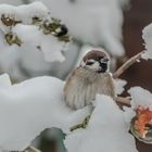 Frohe Weihnachten!