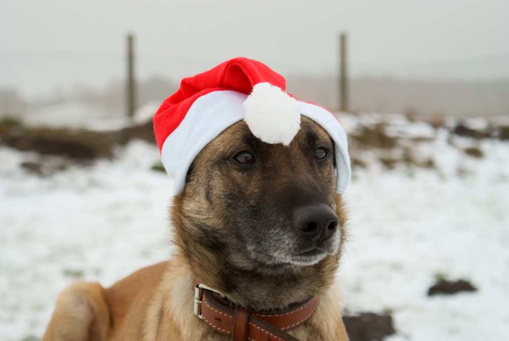 Frohe Weihnachten