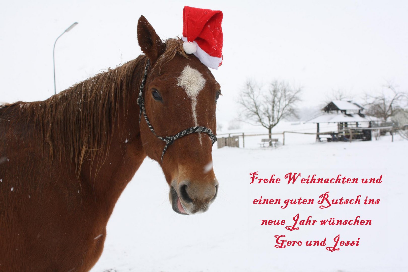 Frohe Weihnachten Foto Bild Tiere Haustiere Pferde Esel Maultiere Bilder Auf Fotocommunity