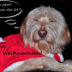 Frohe Weihnachten !