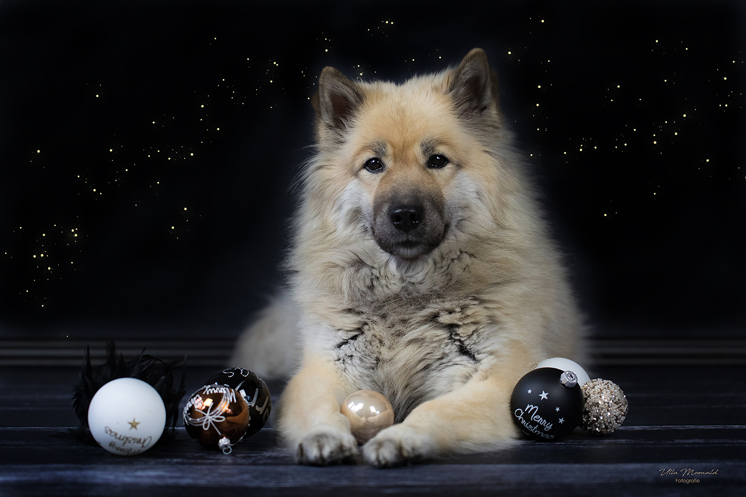 &hellip;frohe Weihnachten&hellip; Foto &amp; Bild weihnachten, hund, haustier