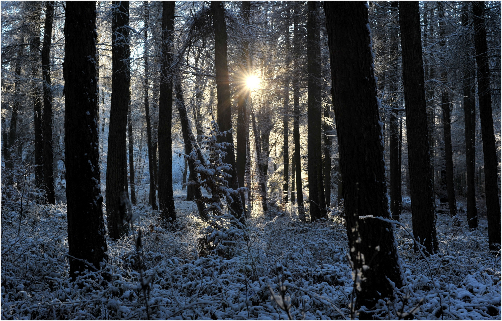 Frohe Weihnachten !