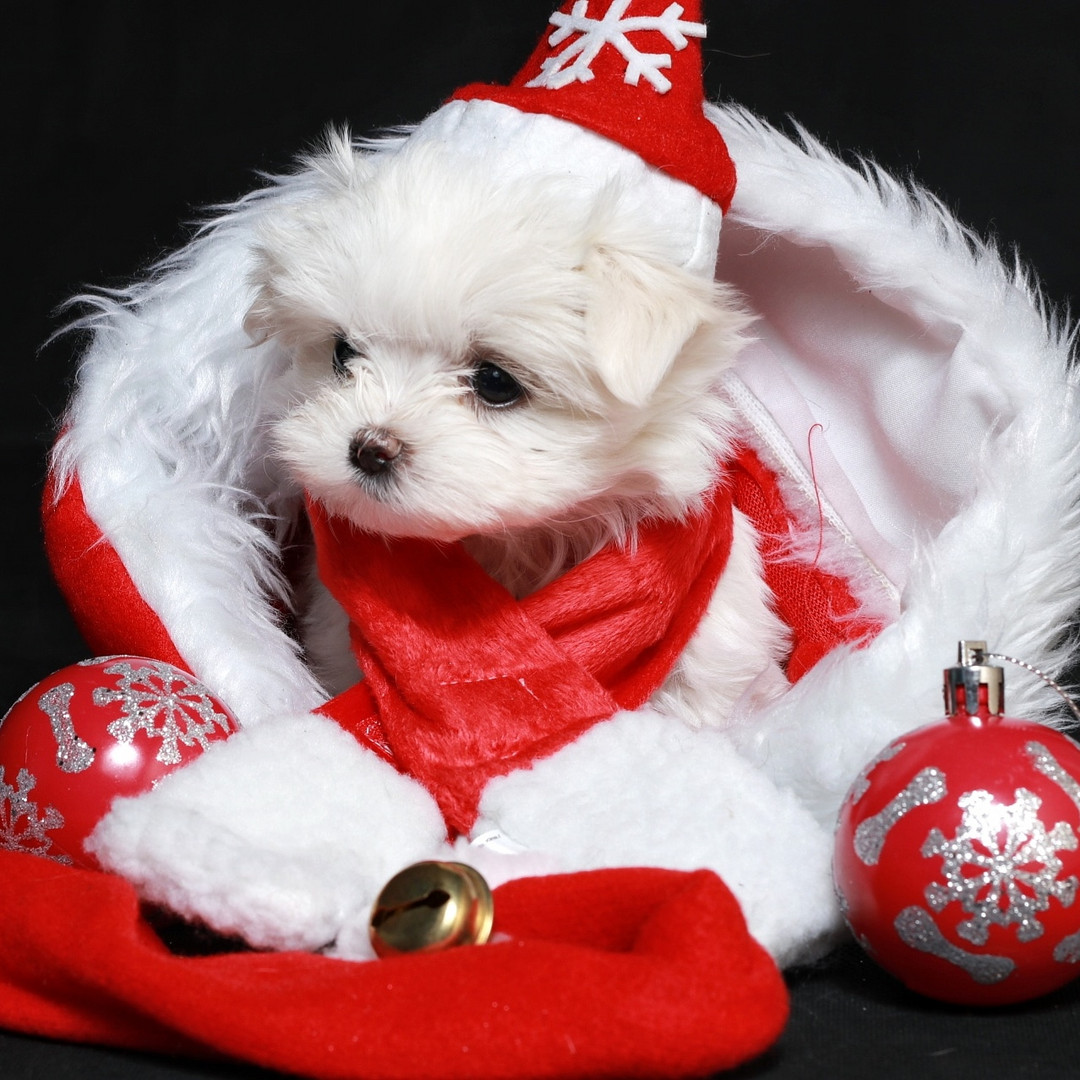 Frohe Weihnachten Foto &amp; Bild weihnachten, fotos, hunde Bilder auf