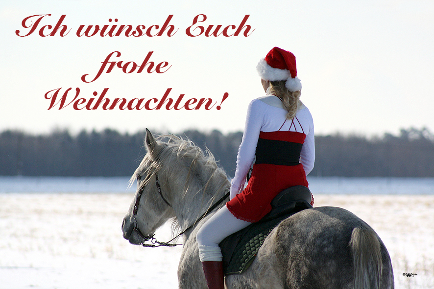 frohe Weihnachten Foto & Bild tiere, haustiere, pferde, esel