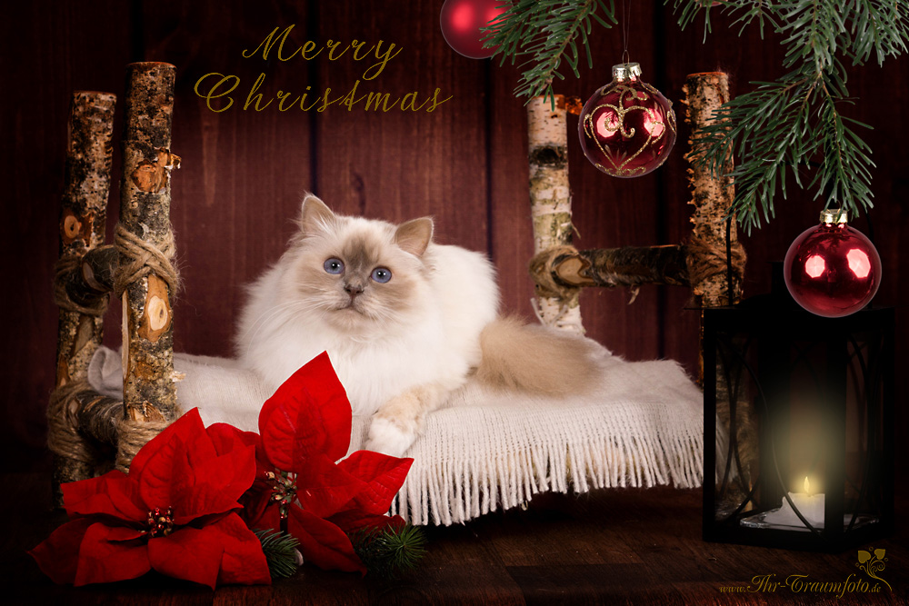 Frohe Weihnachten Foto & Bild weihnachten, katzen, tiere Bilder auf