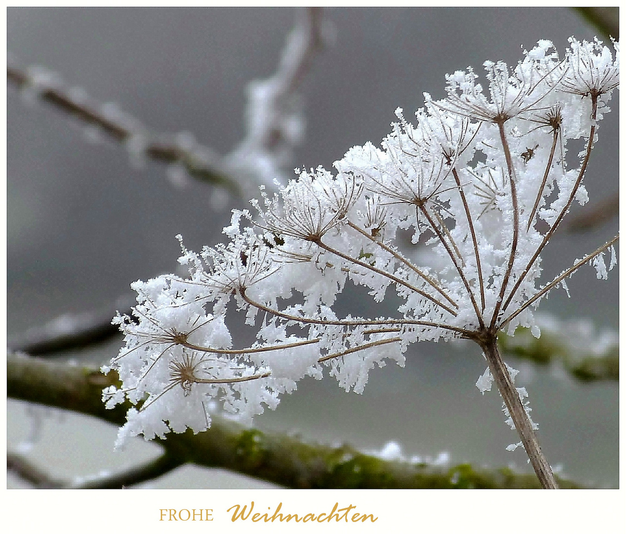 Frohe Weihnachten