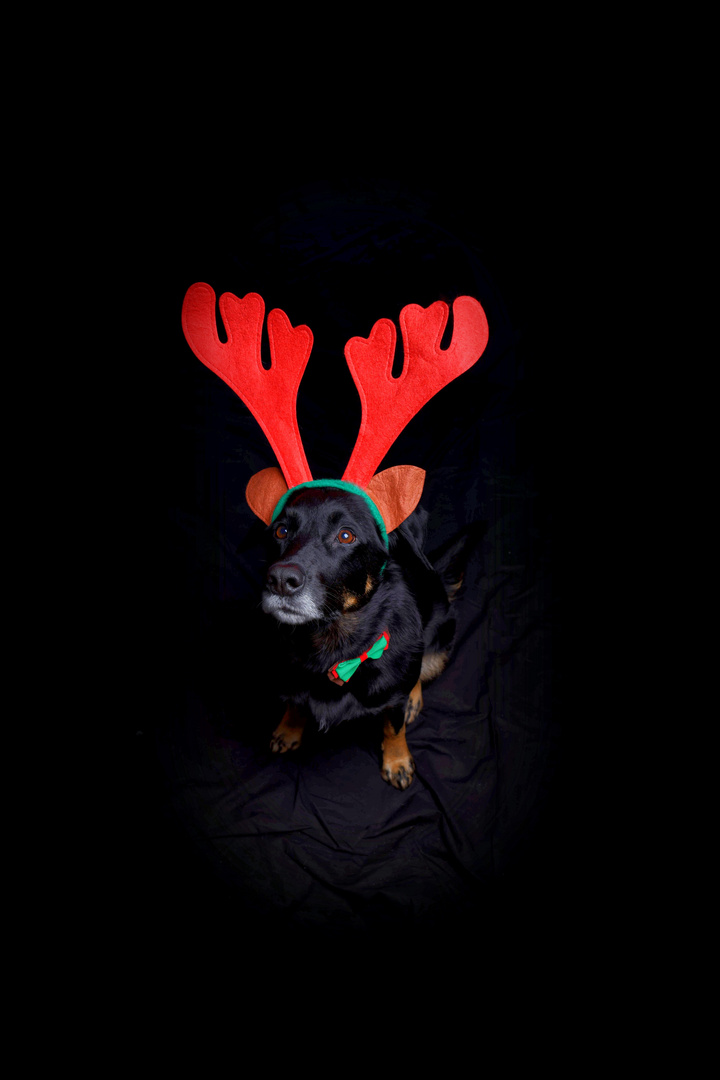 Frohe Weihnachten =) Foto &amp; Bild | tiere, haustiere, hunde Bilder auf