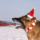 Frohe Weihnachten