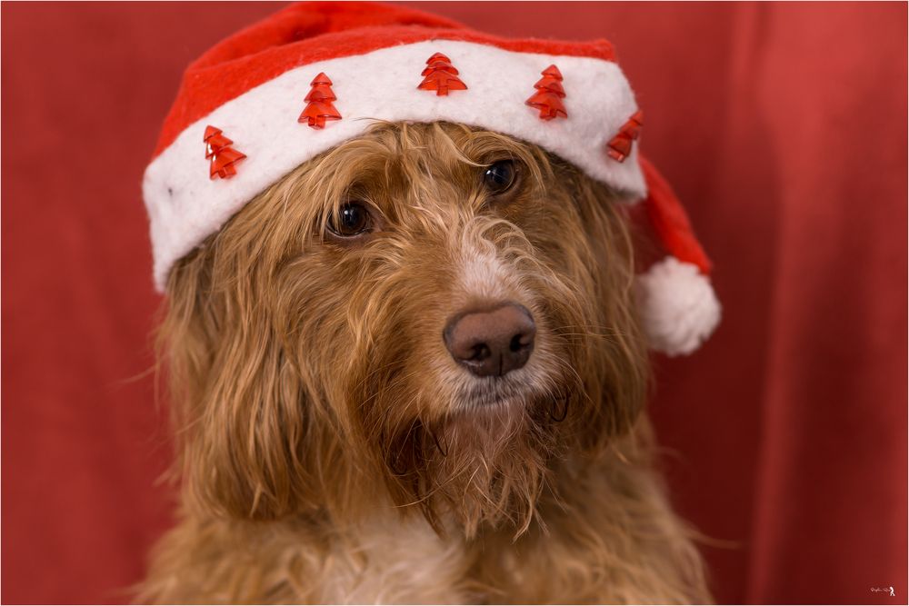FROHE WEIHNACHTEN Foto &amp; Bild studio, hunde, tiere Bilder auf