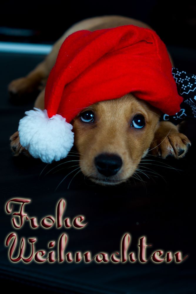 Frohe Weihnachten Foto & Bild tiere, haustiere, hunde Bilder auf