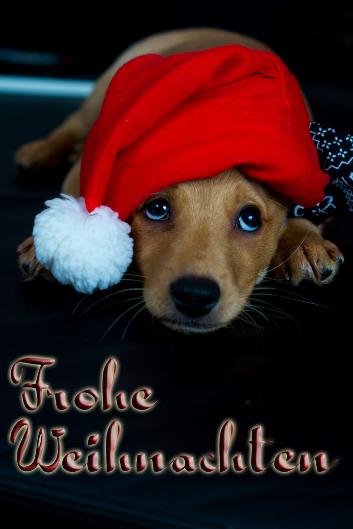 Frohe Weihnachten Foto & Bild tiere, haustiere, hunde Bilder auf