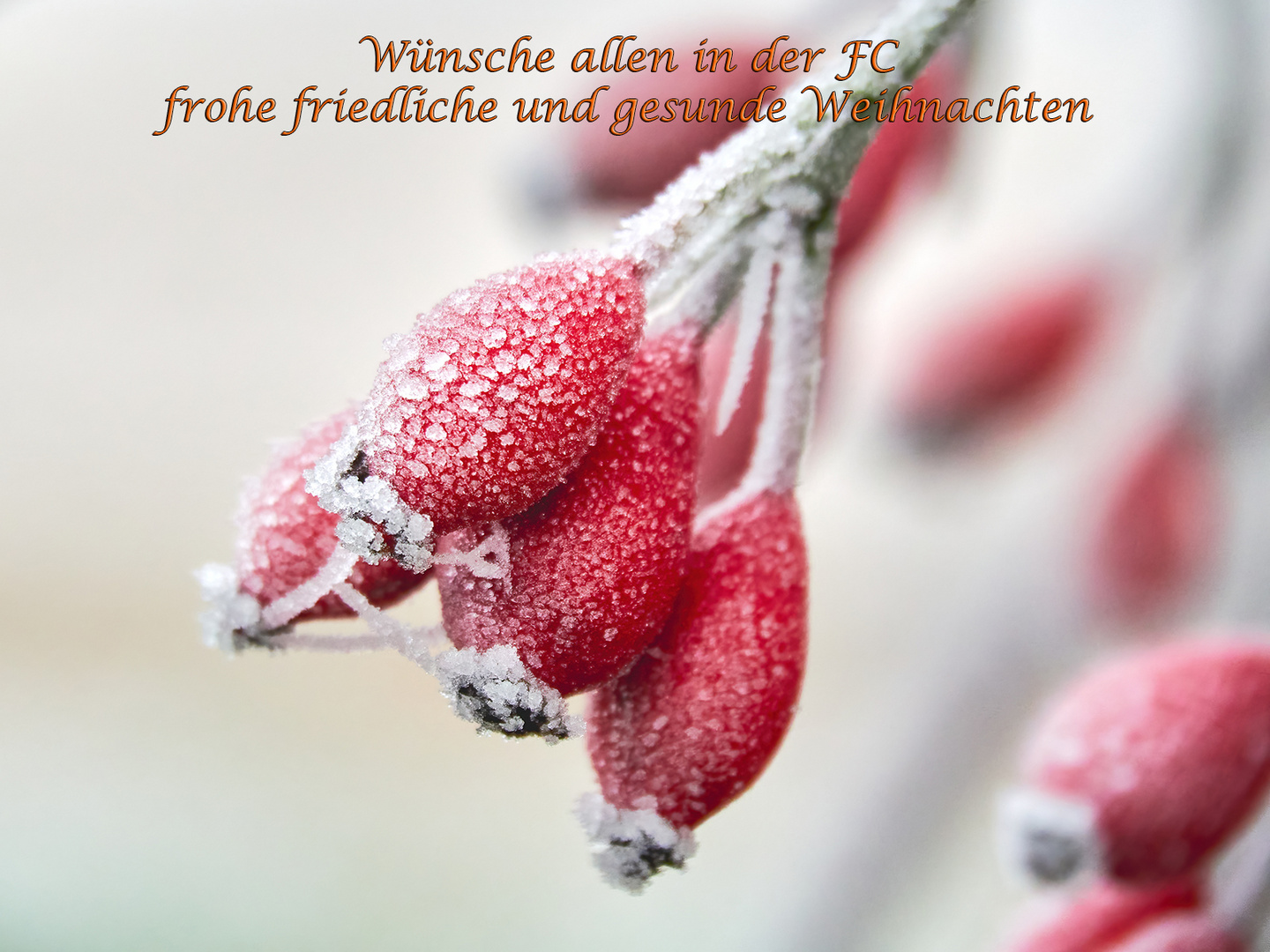 Frohe Weihnachten