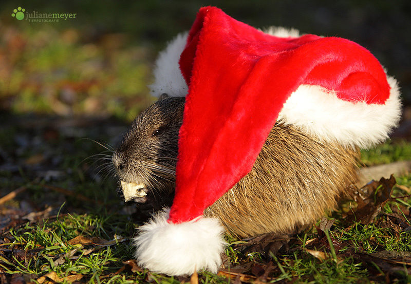 Frohe Weihnachten ;-)