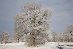 Frohe Weihnachten