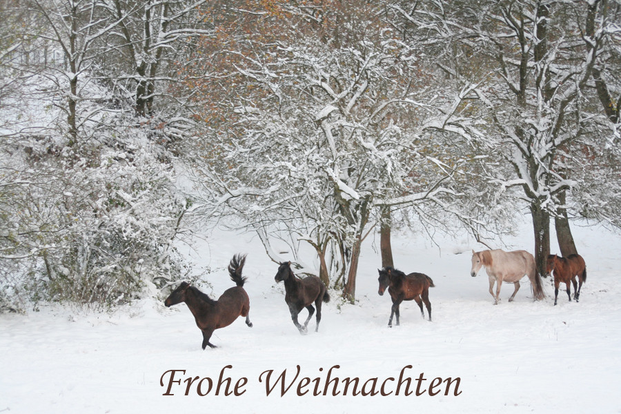 Frohe Weihnachten Foto Bild Tiere Haustiere Pferde Esel Maultiere Bilder Auf Fotocommunity