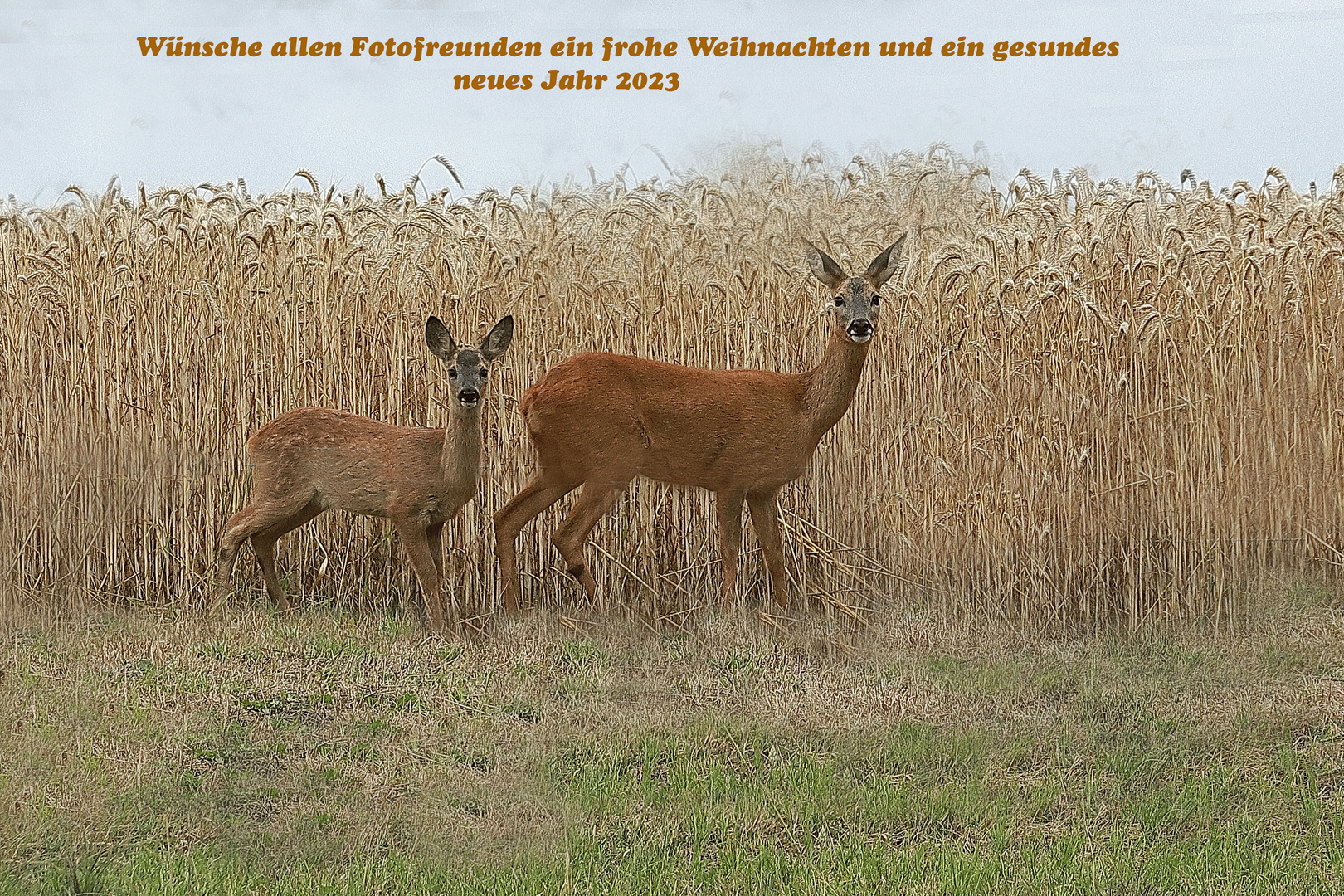 Frohe Weihnachten