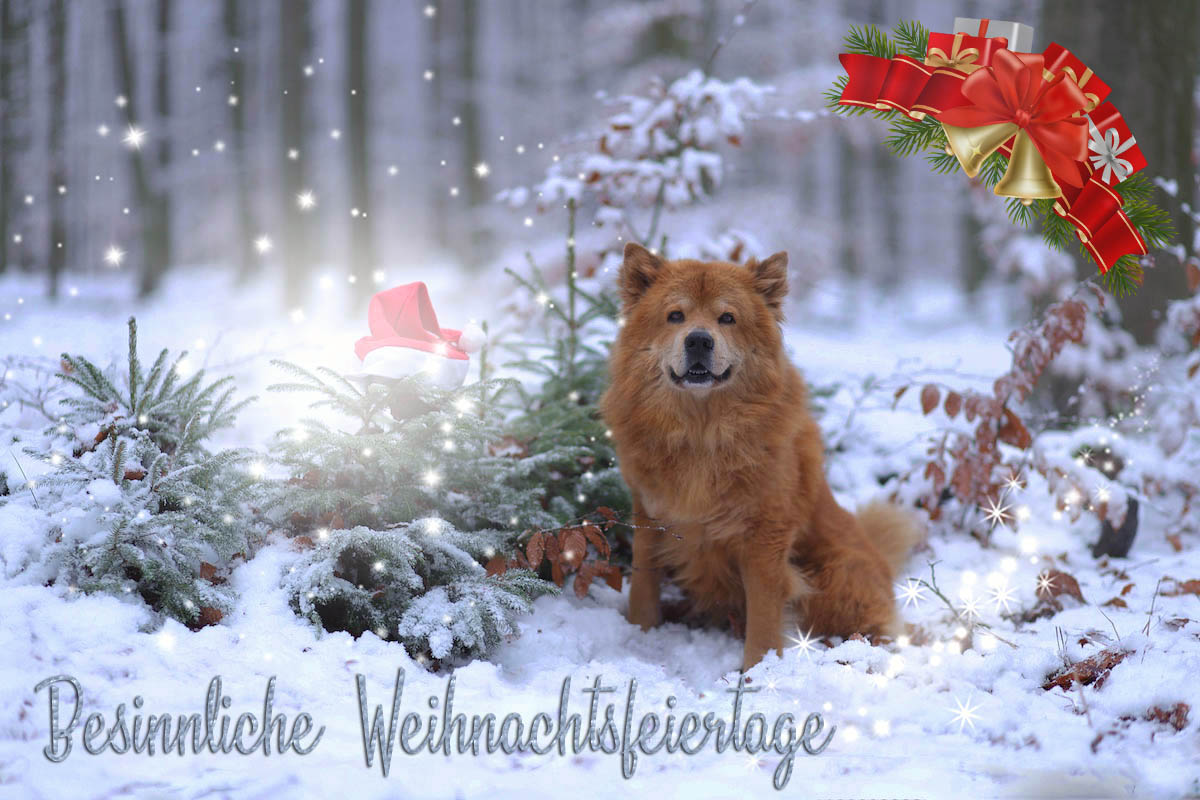 Frohe Weihnachten