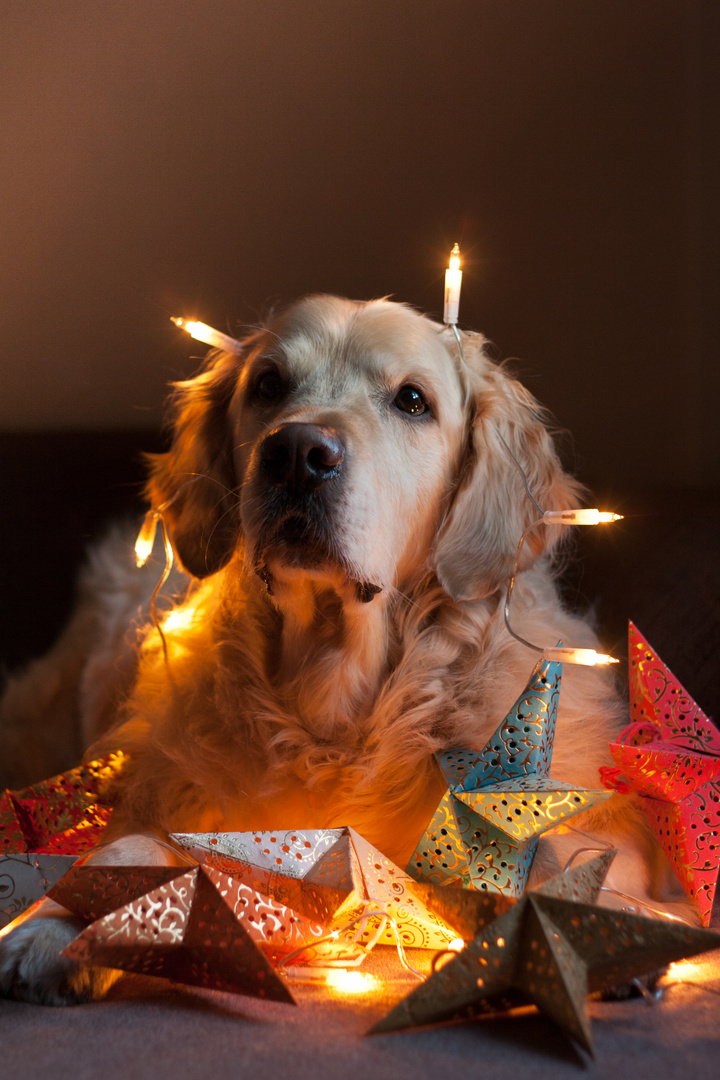 Frohe Weihnachten!