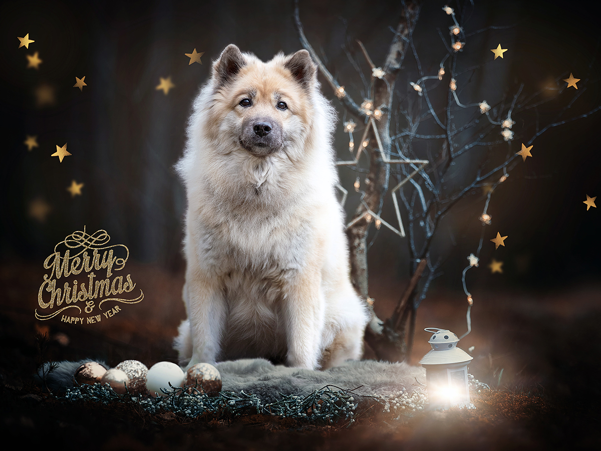 &hellip;frohe Weihnachten&hellip; Foto &amp; Bild wald, hund, dog Bilder auf