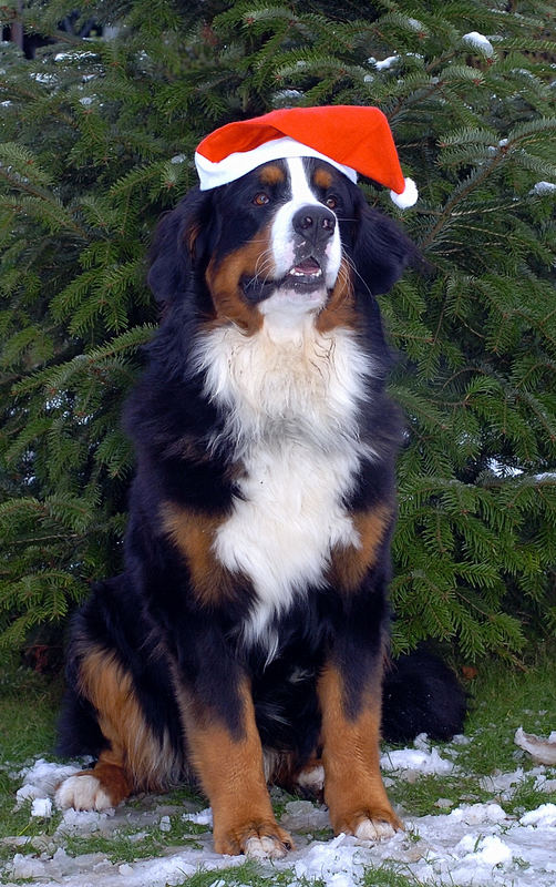 " Frohe Weihnachten!"