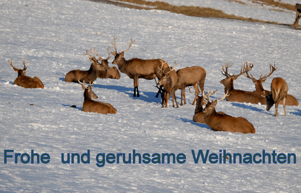 Frohe Weihnachten für alle Freunde und Besucher