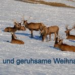 Frohe Weihnachten für alle Freunde und Besucher