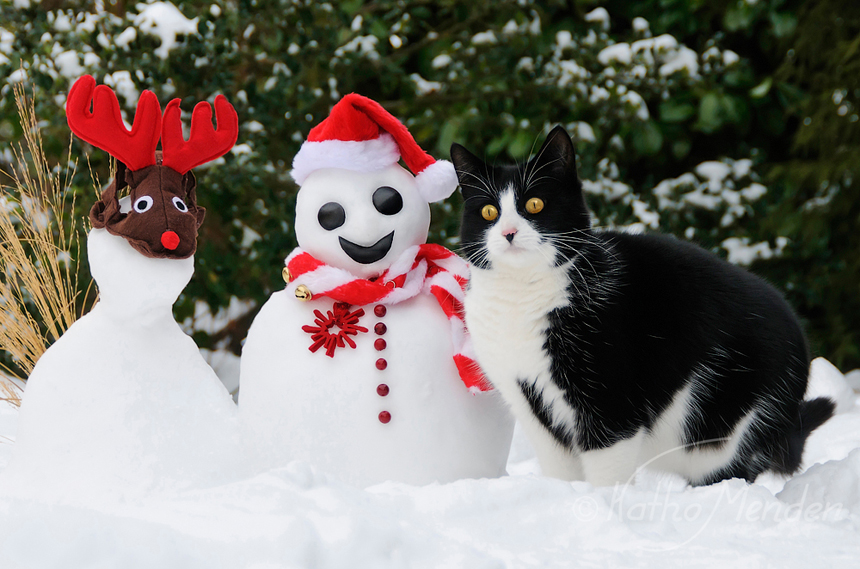 Frohe Weihnachten Merry Christmas Foto &amp; Bild tiere, haustiere