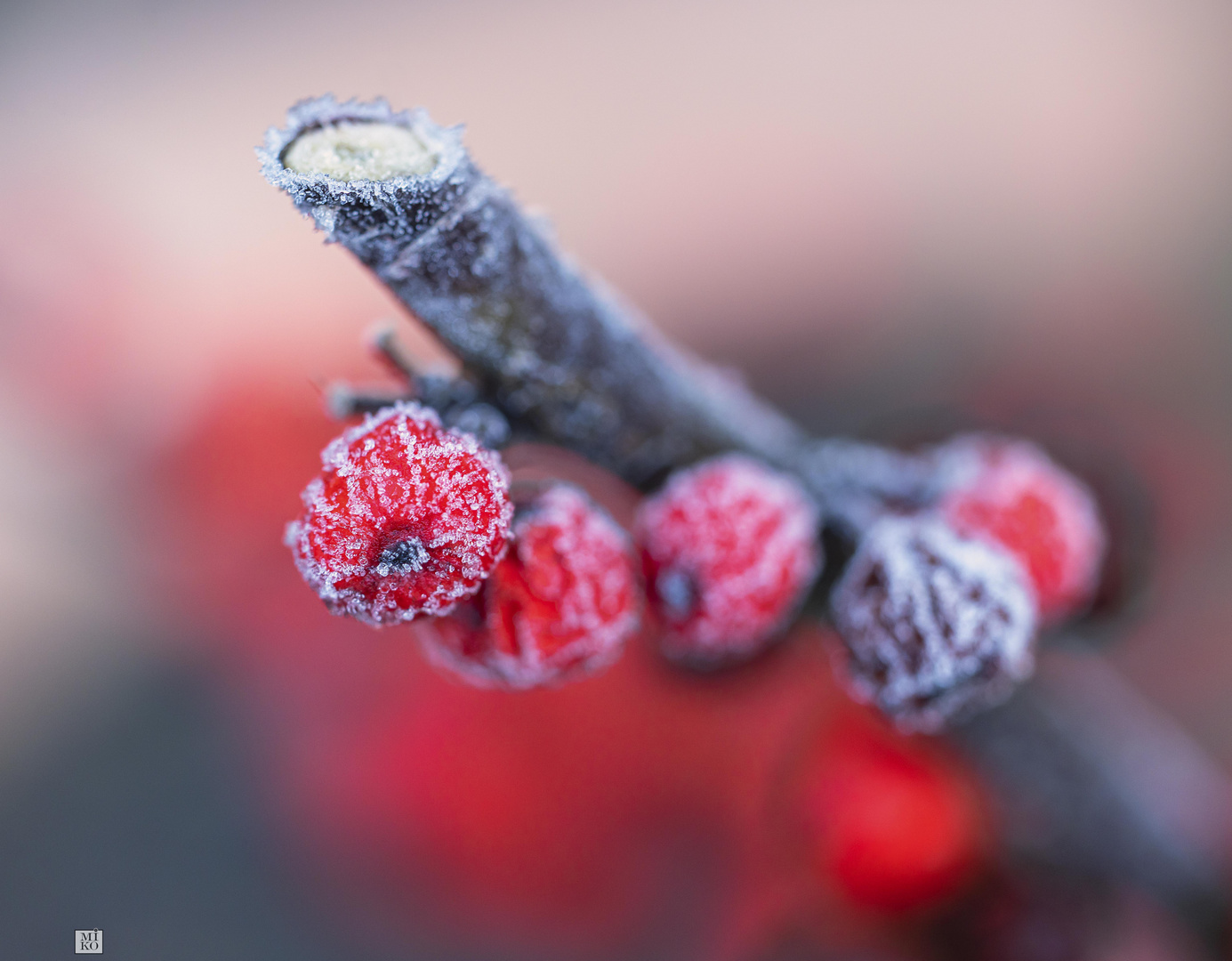 FROHE WEIHNACHTEN / Merry Christmas