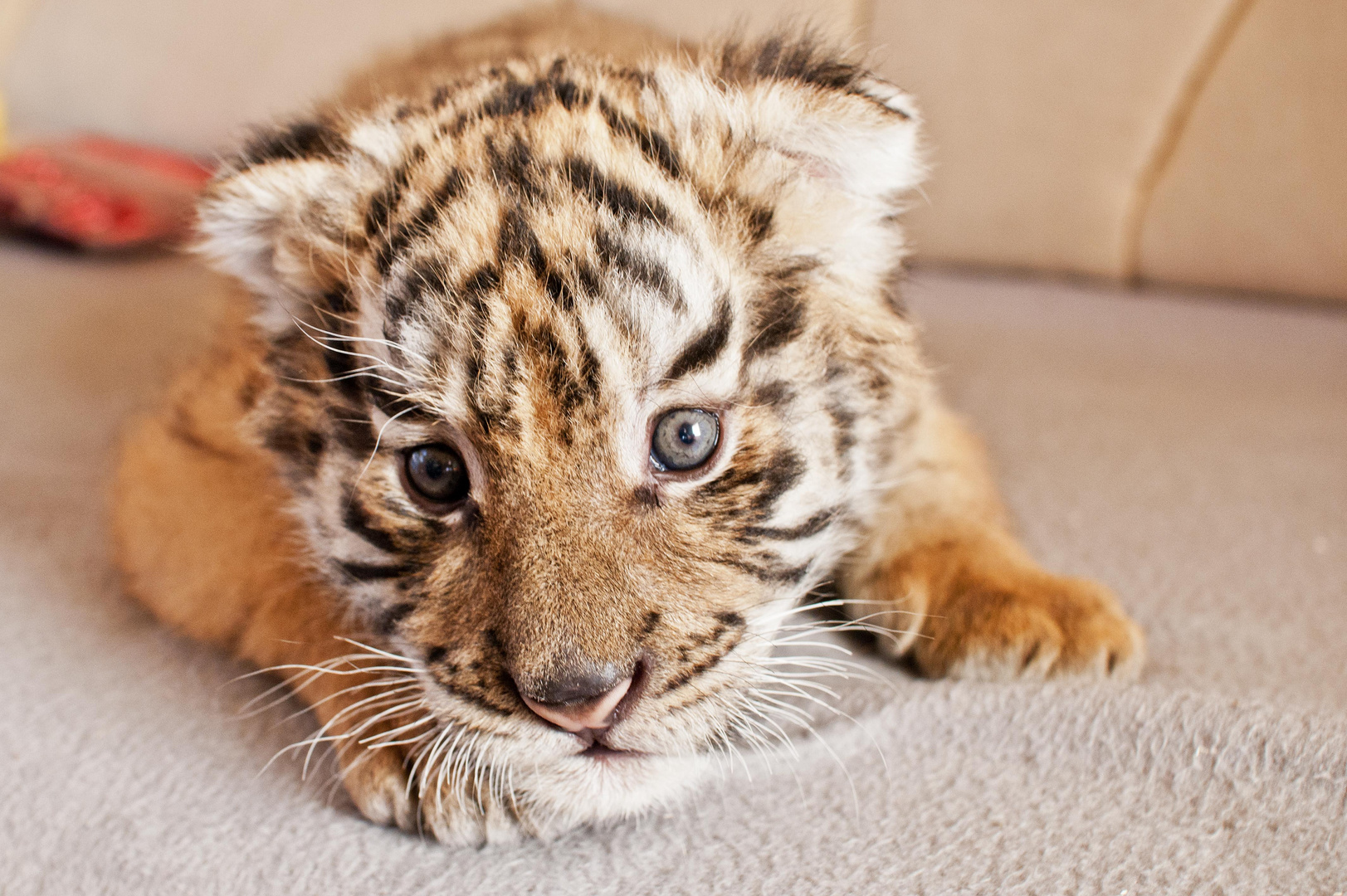 Frohe Weihnachten mit Tigerbaby