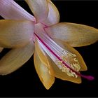 FROHE WEIHNACHTEN - ( Stacking Bild )