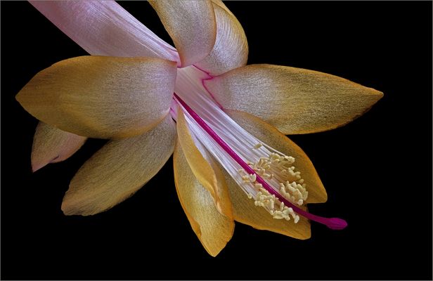 FROHE  WEIHNACHTEN - ( Stacking Bild ) 