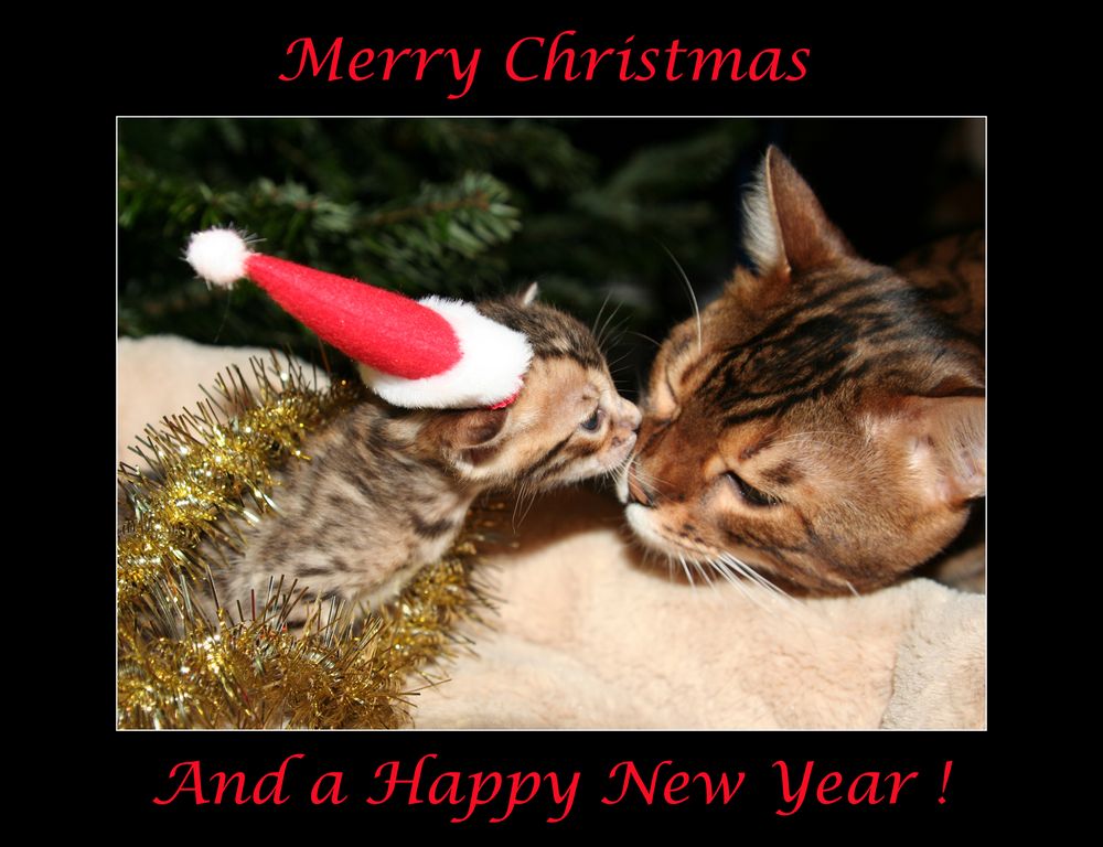 Frohe Weihnachten und einen guten Rutsch Foto & Bild gratulation und