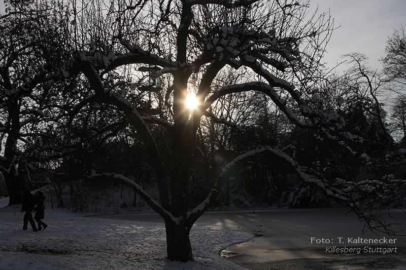 Frohe Weihnachten und einen guten Start ins Jahr 2009 - Winterstimmung@Killesberg Stuttgart