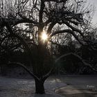 Frohe Weihnachten und einen guten Start ins Jahr 2009 - Winterstimmung@Killesberg Stuttgart