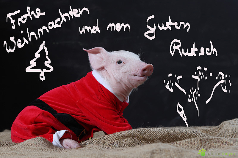 Frohe Weihnachten und nen Guten Rutsch Foto &amp; Bild | schweinereien