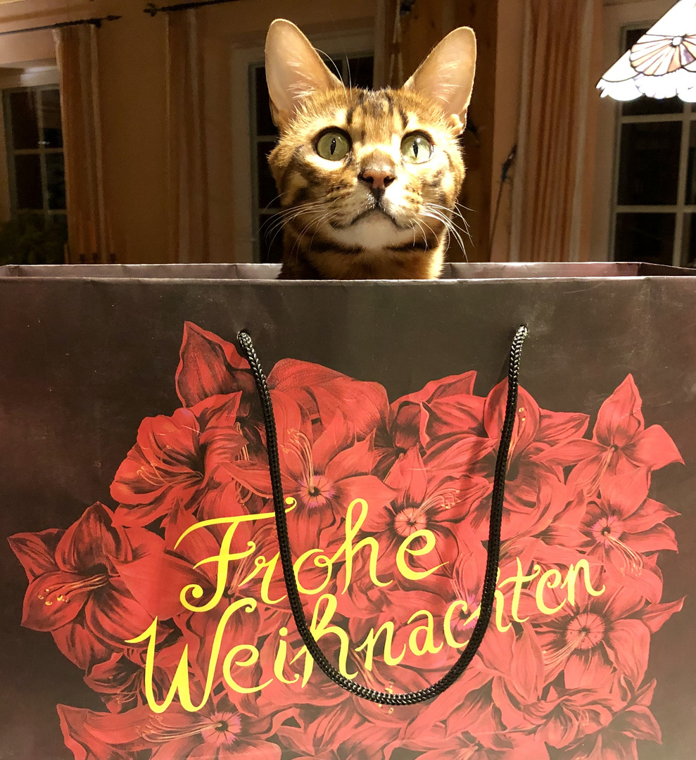 Frohe Weihnachten von Kater Nuro