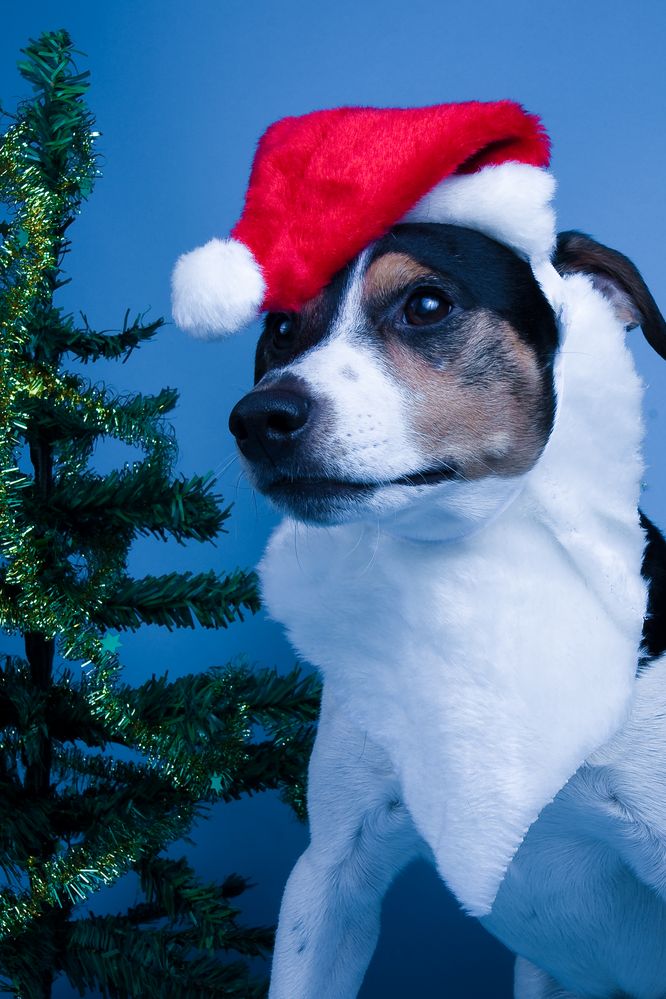 Frohe Weihnachten wünscht Tony der fc und der Jack RusselGemeinde
