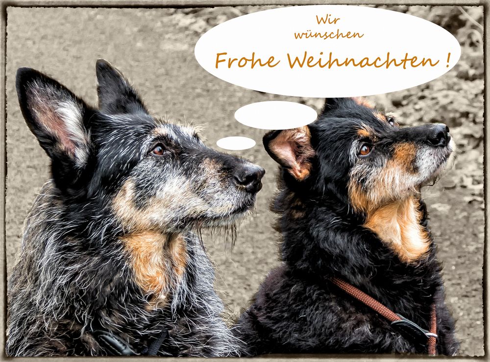 Frohe Weihnachten, wuff, wuff !