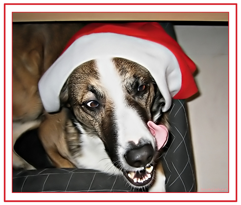 FROHE WEIHNACHTEN......und laßt Euch die Plätzchen schmecken!!!