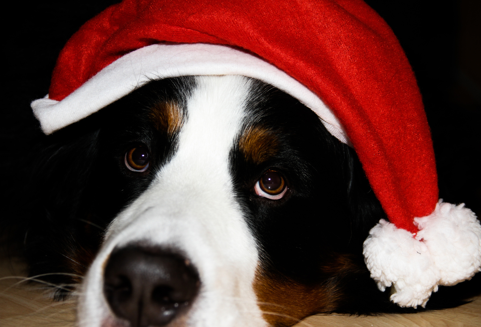 Frohen ersten Advent Foto &amp; Bild tiere, haustiere, hunde Bilder auf