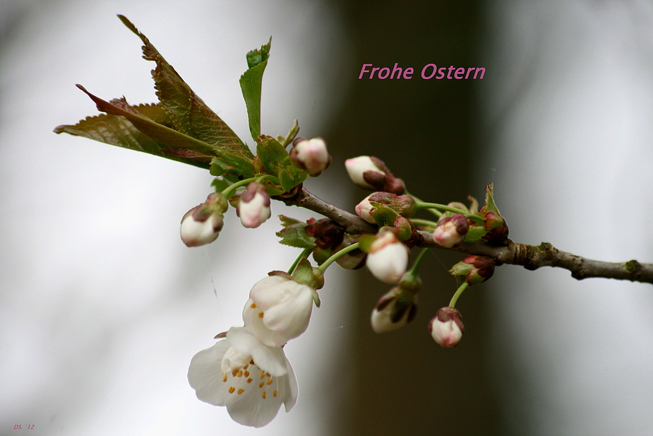 ~FroheOstern~