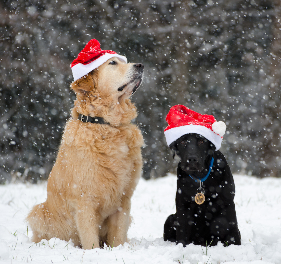 Froher erster Advent! Foto &amp; Bild tiere, haustiere, hunde Bilder auf