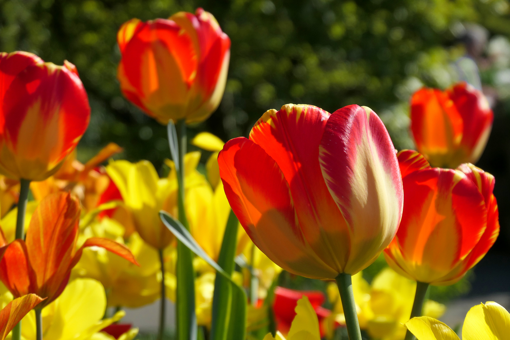 Froher Frühling