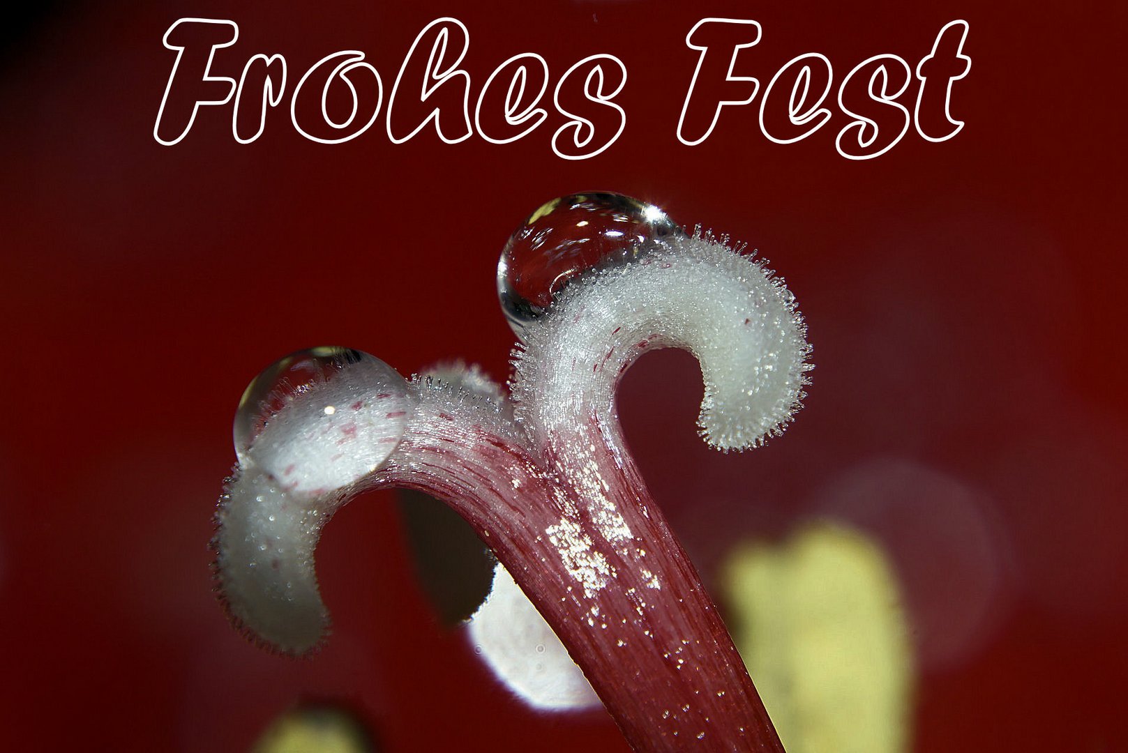 Frohes Fest