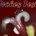 Frohes Fest