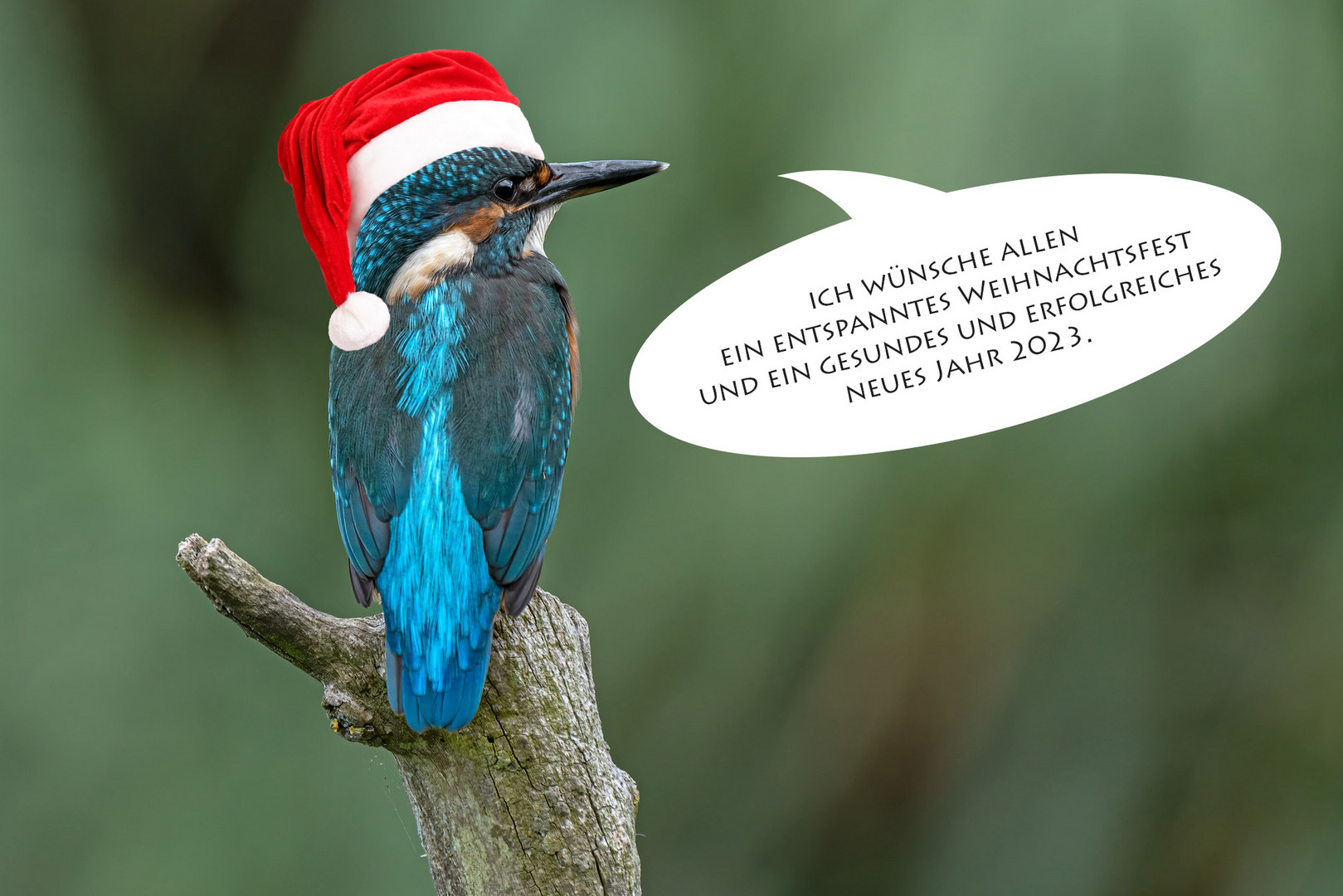 Frohes Fest. Foto & Bild natur, eisvogel, weinachten Bilder auf