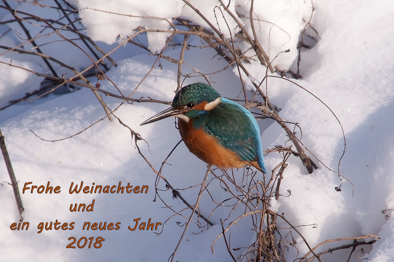 Frohes Fest und guten Rutsch Foto &amp; Bild | winter, natur, tiere Bilder